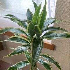 観葉植物ドラセナ(サンデリアーナ)の画像
