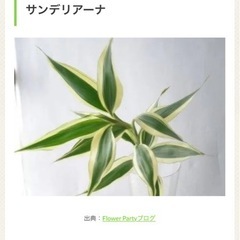 観葉植物ドラセナ(サンデリアーナ)の画像