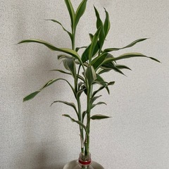 観葉植物ドラセナ(サンデリアーナ)の画像
