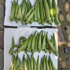 雨上がり無農薬自家製新鮮野菜の画像