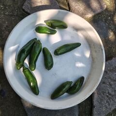 雨上がり無農薬自家製新鮮野菜の画像