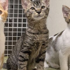 【あお】里親募集中