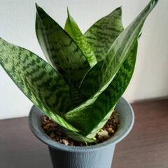 【観葉植物】サンスベリア・エンジョイポトス　2個セットの画像