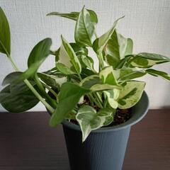 【観葉植物】サンスベリア・エンジョイポトス　2個セットの画像