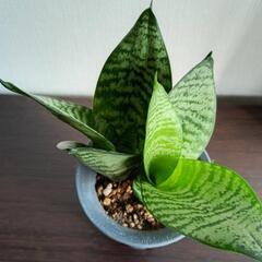 【観葉植物】サンスベリア・エンジョイポトス　2個セットの画像