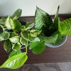 【観葉植物】サンスベリア・エンジョイポトス　2個セットの画像