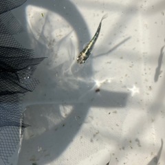 レックウザ　メダカの画像