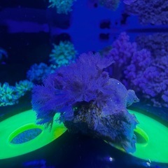 パクパクタイプウミアザミ　ウミアザミ①の画像