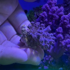 パクパクタイプウミアザミ　ウミアザミ①の画像