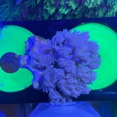 パクパクタイプウミアザミ　ウミアザミ①の画像