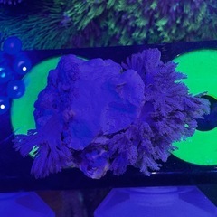 パクパクタイプウミアザミ　ウミアザミ②の画像