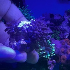 パクパクタイプウミアザミ　ウミアザミ②の画像