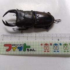 オオクワガタ♂70mm未満　の画像