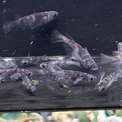 メダカ 和墨 画像全て 普通目片目ブルーの画像