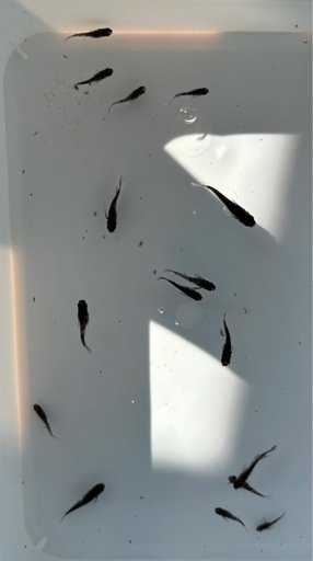 メダカ 和墨 画像全て15匹程 普通目片目ブルー