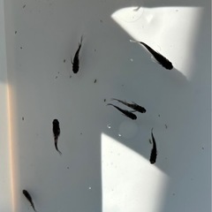 メダカ 和墨 画像全て 普通目片目ブルーの画像