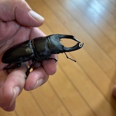 オオクワガタ能勢産SR血統♂♀ペアの画像