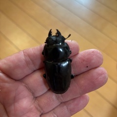 オオクワガタ能勢産SR血統♂♀ペアの画像
