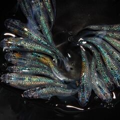 【残り3セット】『蒼煌』のサファイアラメ成魚5匹（オス・メス選別）の画像