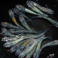 【残り3セット】『蒼煌』のサファイアラメ成魚5匹（オス・メス選別）の画像