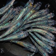 【残り3セット】『蒼煌』のサファイアラメ成魚5匹（オス・メス選別）の画像