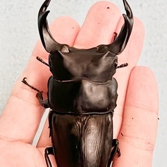 川西産80ミリupオオクワガタ♂5頭♀2頭の画像
