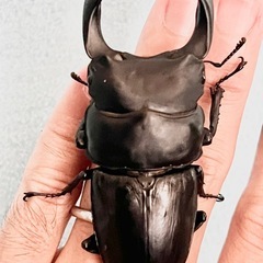 川西産80ミリupオオクワガタ♂5頭♀2頭の画像