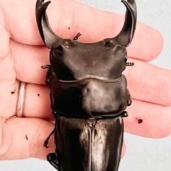 川西産80ミリupオオクワガタ♂5頭♀2頭の画像