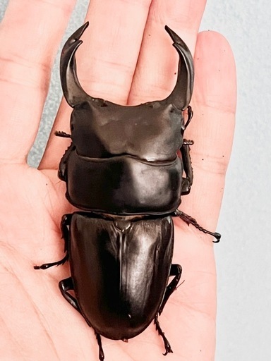 川西産85ミリ等オオクワガタ6頭セット♂4頭♀2頭