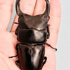 川西産80ミリupオオクワガタ♂5頭♀2頭の画像