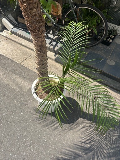観葉植物　フェニックスロベレニー