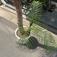 観葉植物　フェニックスロベレニーの画像