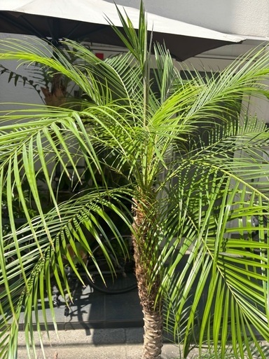 観葉植物　フェニックスロベレニー