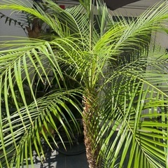 観葉植物　フェニックスロベレニーの画像