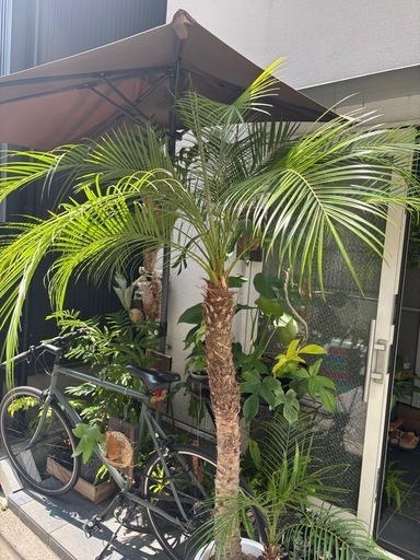 観葉植物　フェニックスロベレニー