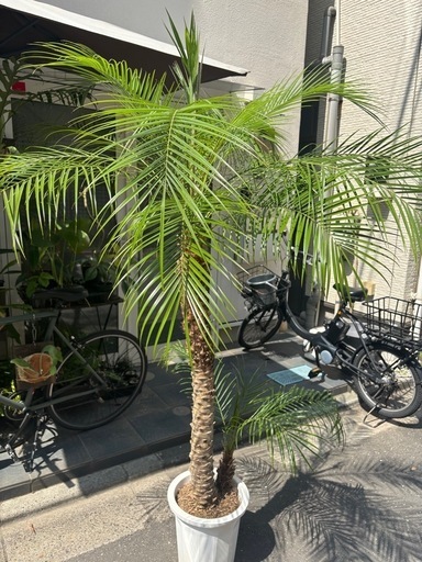 観葉植物　フェニックスロベレニー