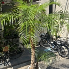 観葉植物　フェニックスロベレニーの画像