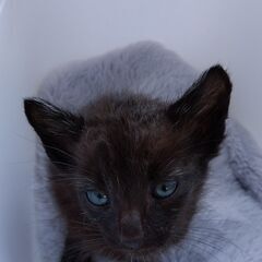 生後1か月ほど 黒猫男の子 里親さん募集します🐈