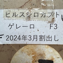 【♂単】ヒルスシロカブト　ゲレーロの画像