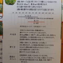 花の種(2025年)マリーゴールド×3袋、ミニひまわり×3袋の画像