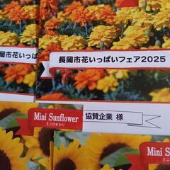花の種(2025年)マリーゴールド×3袋、ミニひまわり×3袋の画像