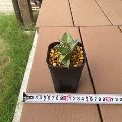 アガベ　ソーラーエクリプス　夕映厳龍　子株　植物　熊本の画像