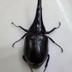 ヘラクレスオオカブト　ペアの画像