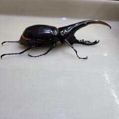 ヘラクレスオオカブト　ペアの画像