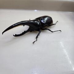 ヘラクレスオオカブト　ペアの画像