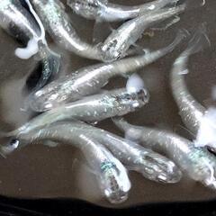 メダカ【翠宝】2ペア+1匹の画像