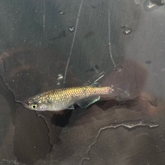 メダカ　ネプチューン✨若魚５匹の画像