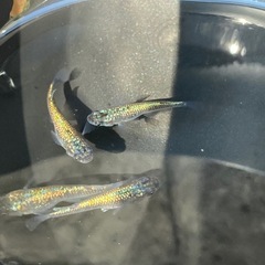 メダカ　ネプチューン✨若魚５匹の画像