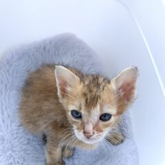 生後1か月ほど 麦わら女の子 里親さん募集します🐈