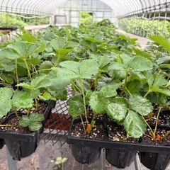 いちご苗 宝交早生　の画像